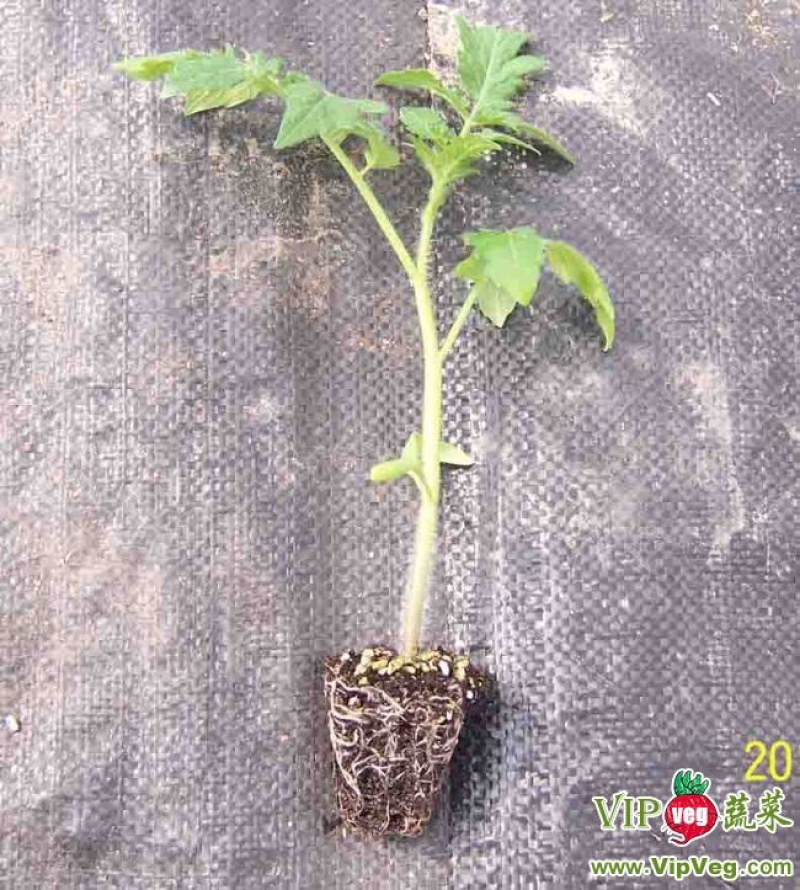 樱桃西红柿苗，有红色的，有黄色的，口感好，可生吃。