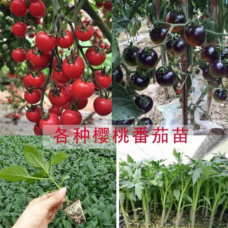 樱桃西红柿苗，有红色的，有黄色的，口感好，可生吃。