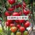 樱桃西红柿苗，有红色的，有黄色的，口感好，可生吃。