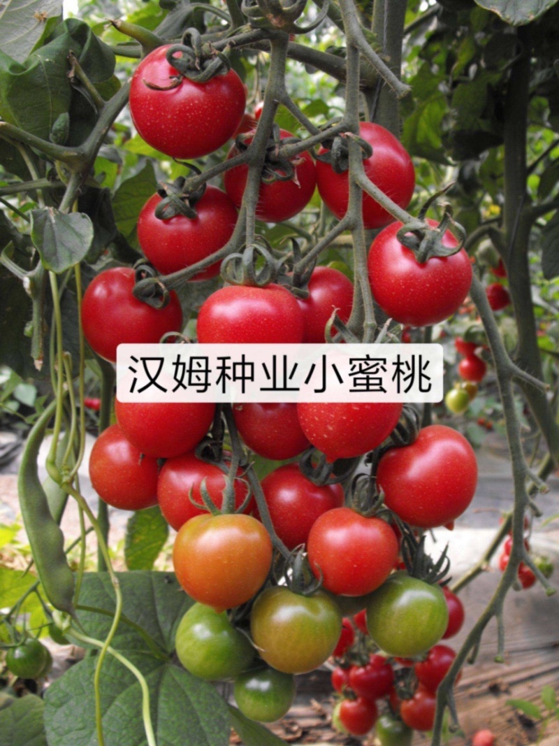 樱桃西红柿苗，有红色的，有黄色的，口感好，可生吃。