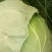 甘蓝圆包菜，耐运输，一手货源欢迎新老客光监