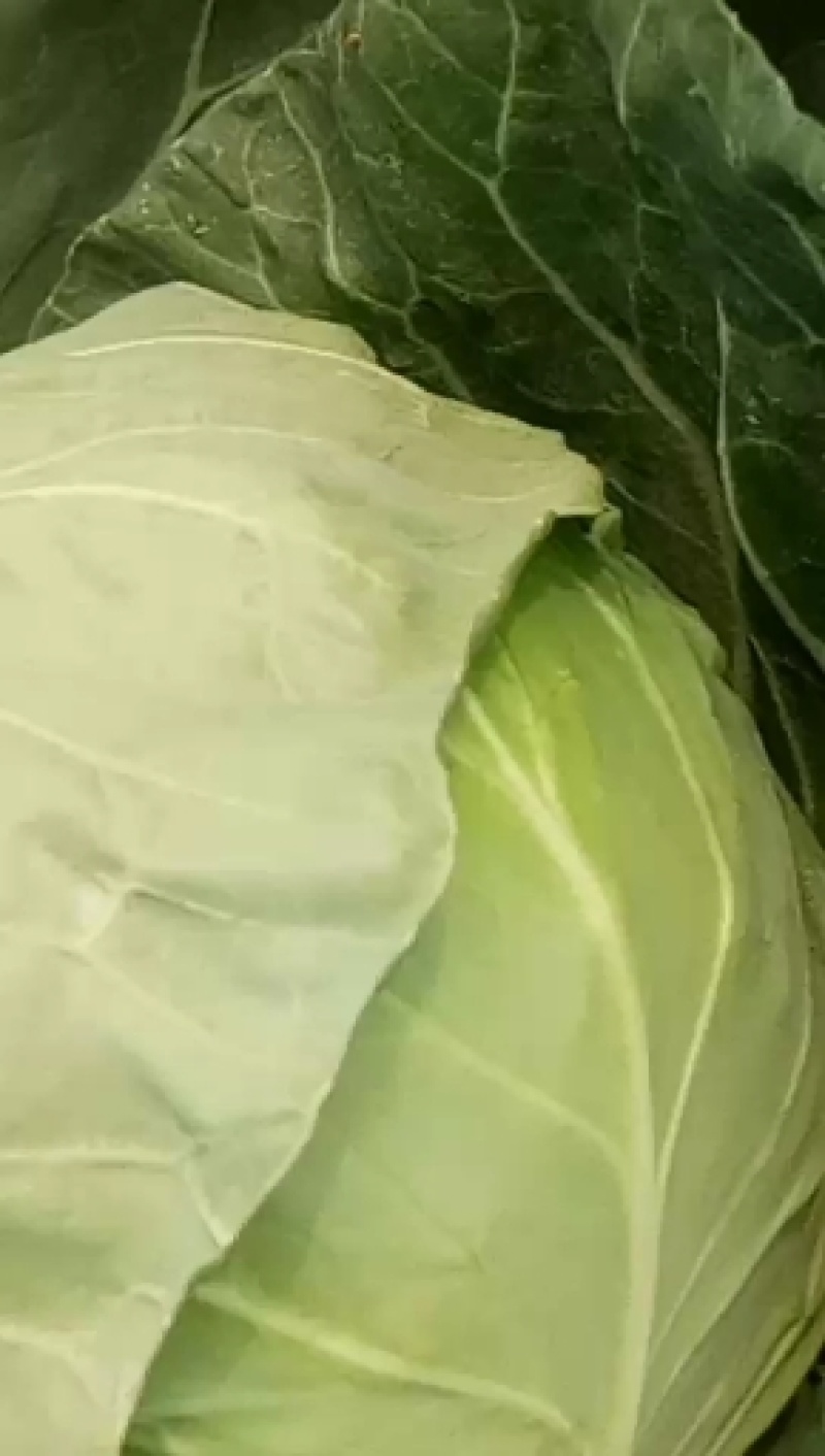 甘蓝圆包菜，耐运输，一手货源欢迎新老客光监