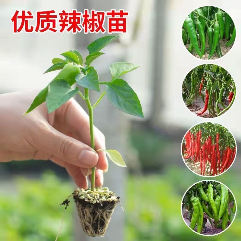 朝天椒苗，抗病毒性强，产量高，四叶一心，苗子正好。