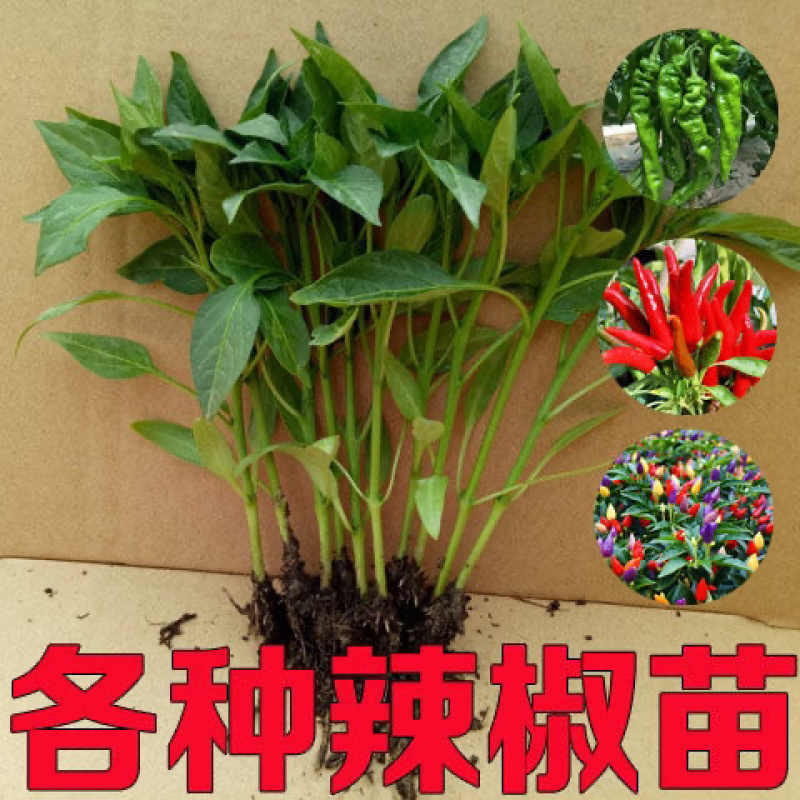 朝天椒苗，抗病毒性强，产量高，四叶一心，苗子正好。