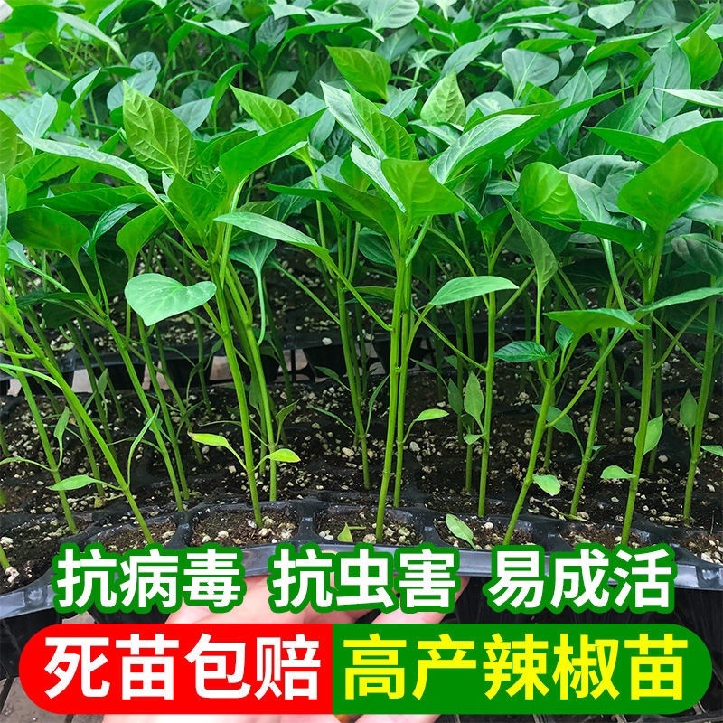 朝天椒苗，抗病毒性强，产量高，四叶一心，苗子正好。