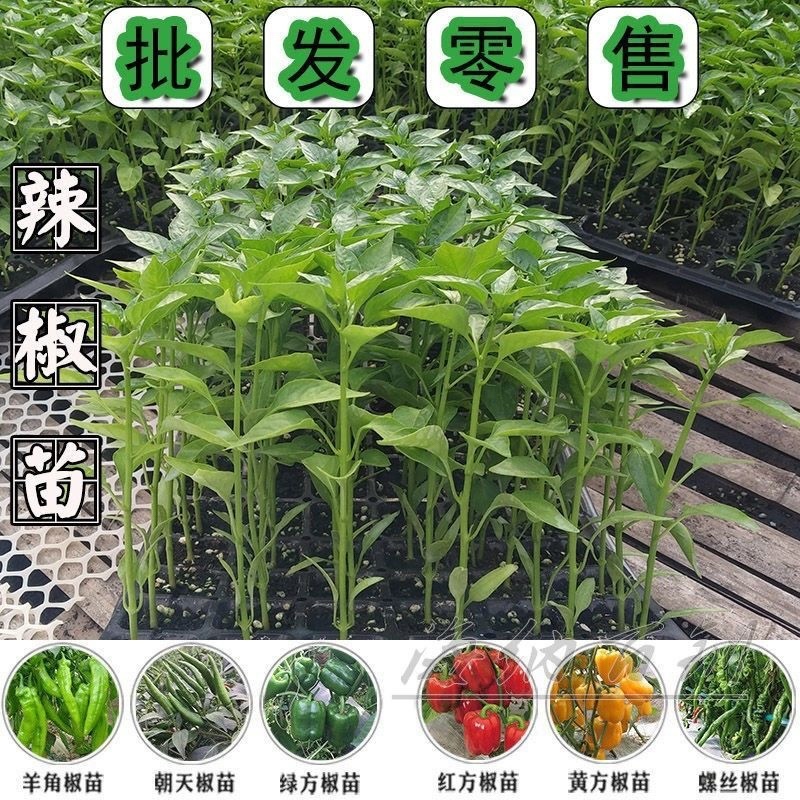 朝天椒苗，抗病毒性强，产量高，四叶一心，苗子正好。