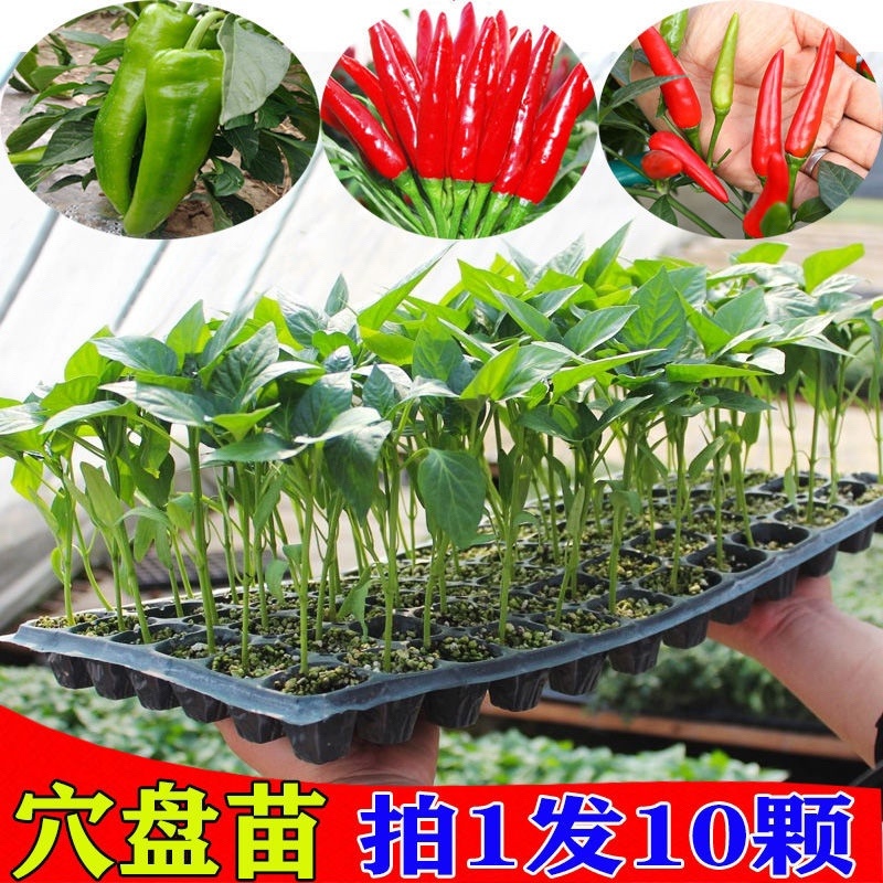 朝天椒苗，抗病毒性强，产量高，四叶一心，苗子正好。