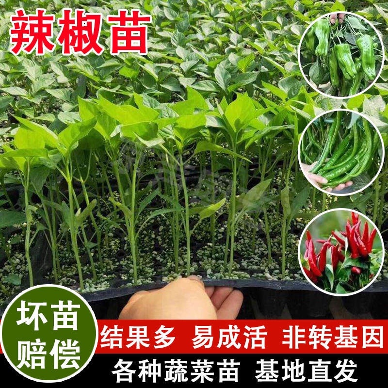 朝天椒苗，抗病毒性强，产量高，四叶一心，苗子正好。