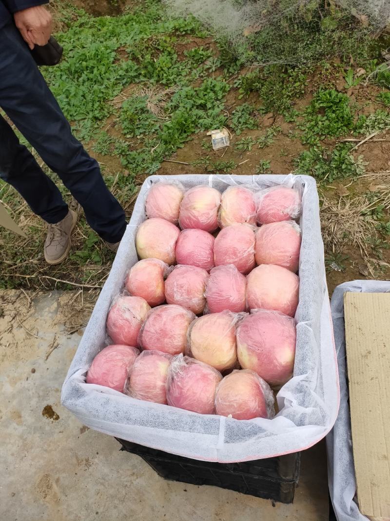 红富士苹果批发陕西红富士苹果产地批发，大荔红富士苹果基地