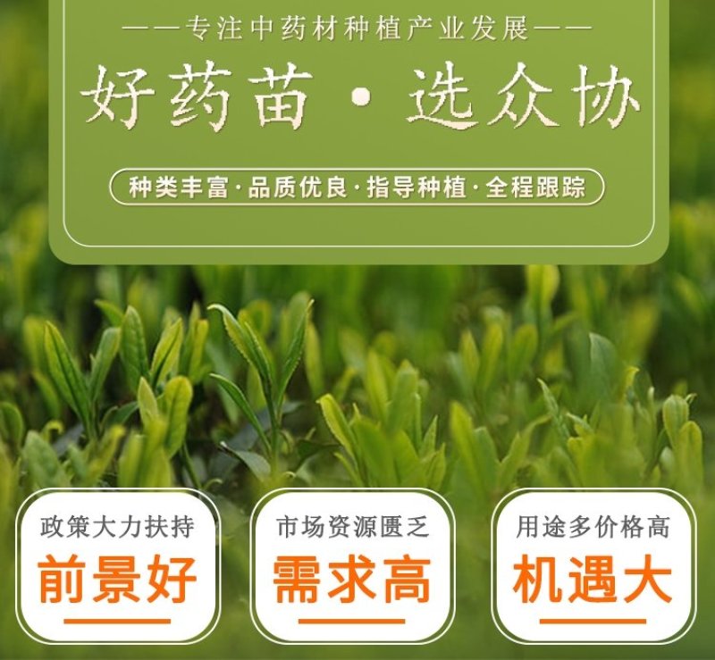 赤芍苗，赤芍种苗，赤芍栽子，药用赤芍种苗药材苗，绿化