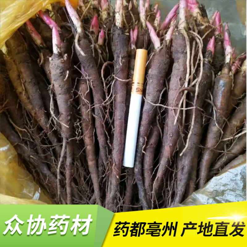 赤芍苗，赤芍种苗，赤芍栽子，药用赤芍种苗药材苗，绿化