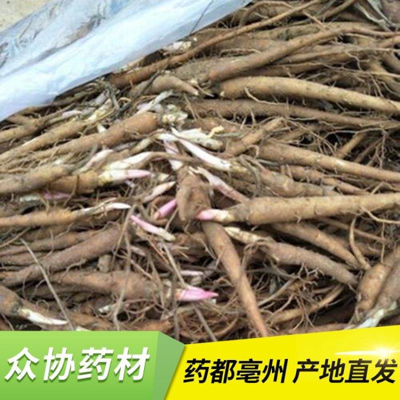 赤芍苗，赤芍种苗，赤芍栽子，药用赤芍种苗药材苗，绿化