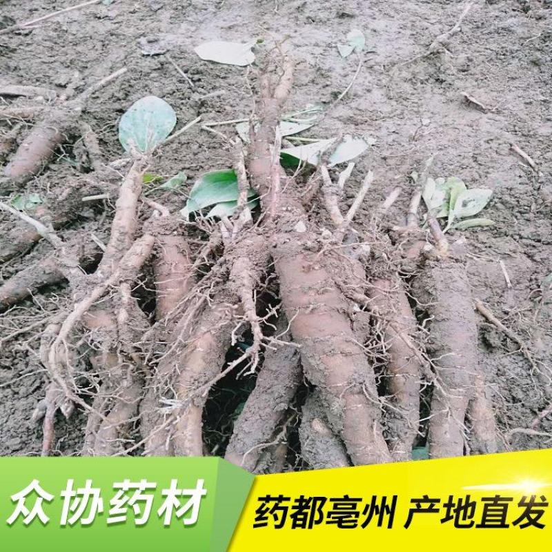 赤芍苗，赤芍种苗，赤芍栽子，药用赤芍种苗药材苗，绿化