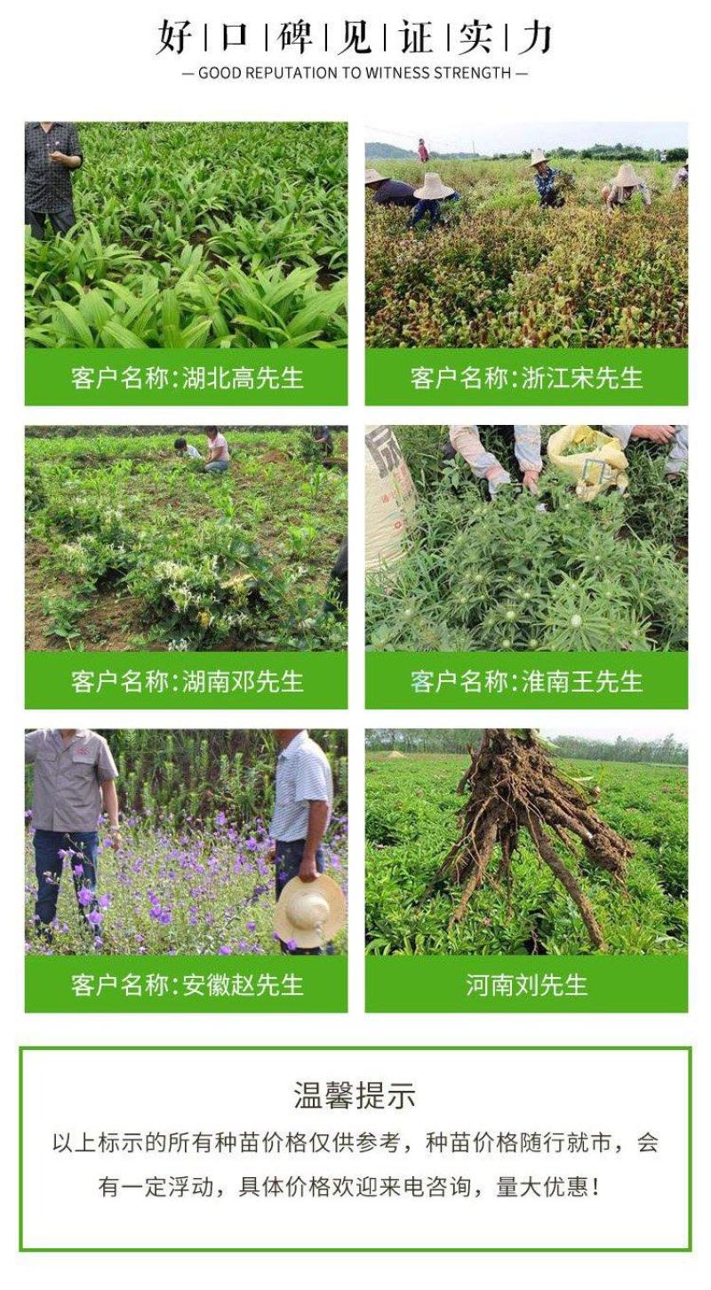 赤芍苗，赤芍种苗，赤芍栽子，药用赤芍种苗药材苗，绿化