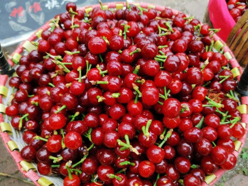 四川樱桃，勾起回忆的产品，价格美丽味道纯甜，期待你的合作