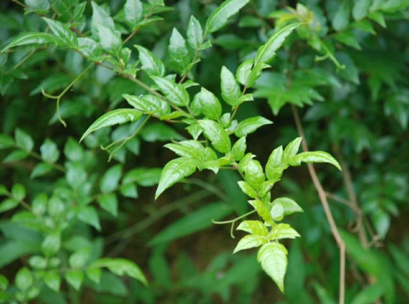 野生藤茶银藤茶莓茶长寿茶回甘好批量从优