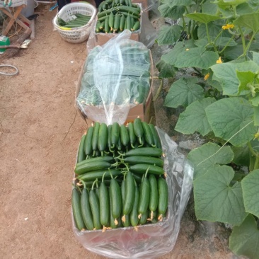 小黄瓜
