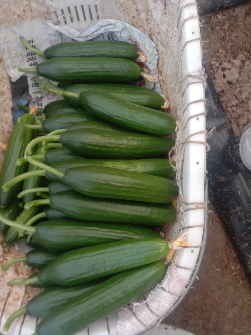 小黄瓜