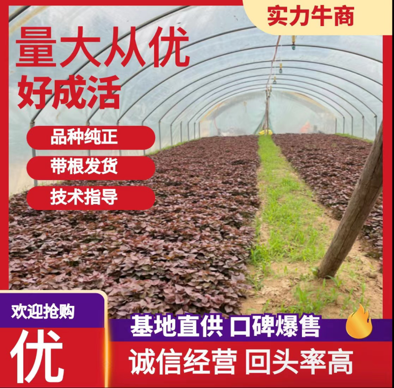 大量供应红薯苗，原种蜜薯25苗，脱毒西瓜红苗，商薯19苗