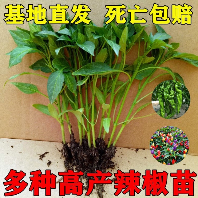 尖椒苗，抗病性强，产量高，尖椒长且粗，味道口感好。