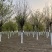 皂角树基地供应大规格皂角树15公分18公分20公分