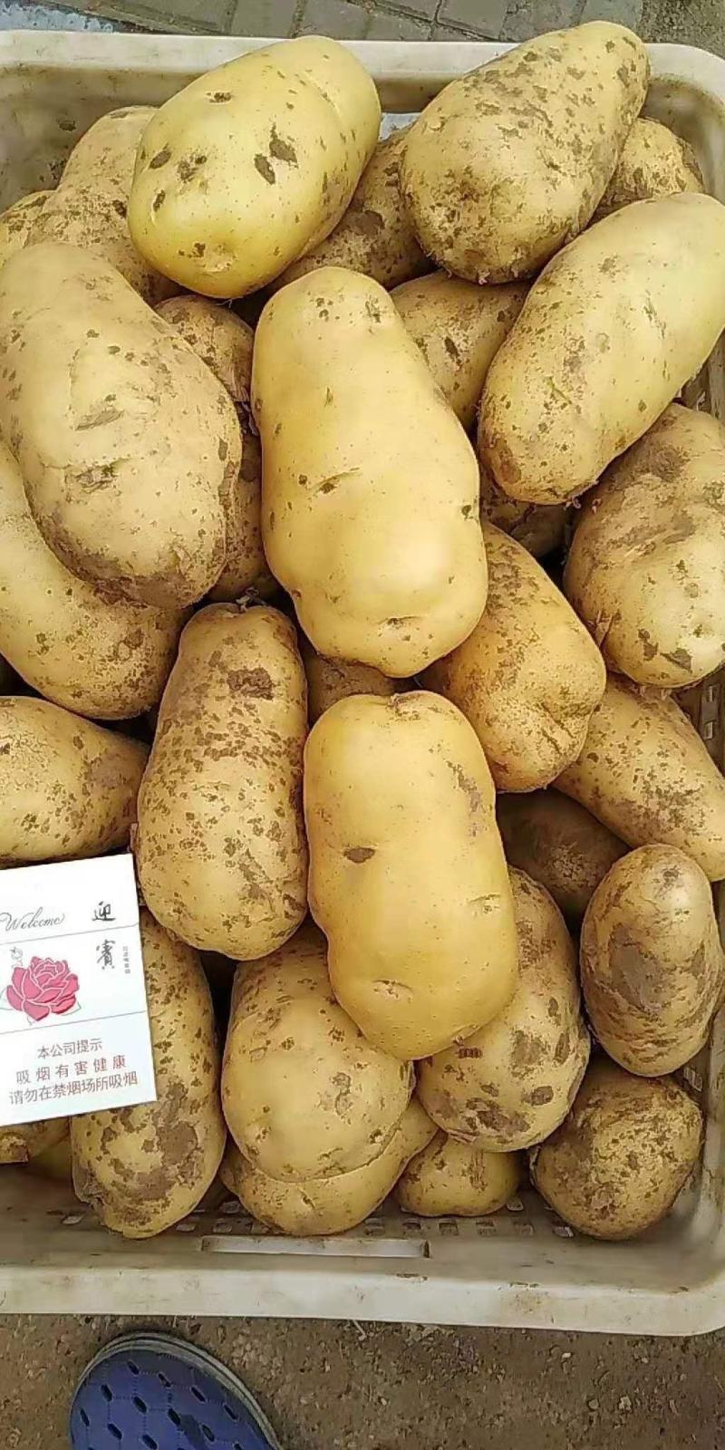 【推荐】荷兰十五土豆黄皮黄心全国发货保质保量无青头黑心