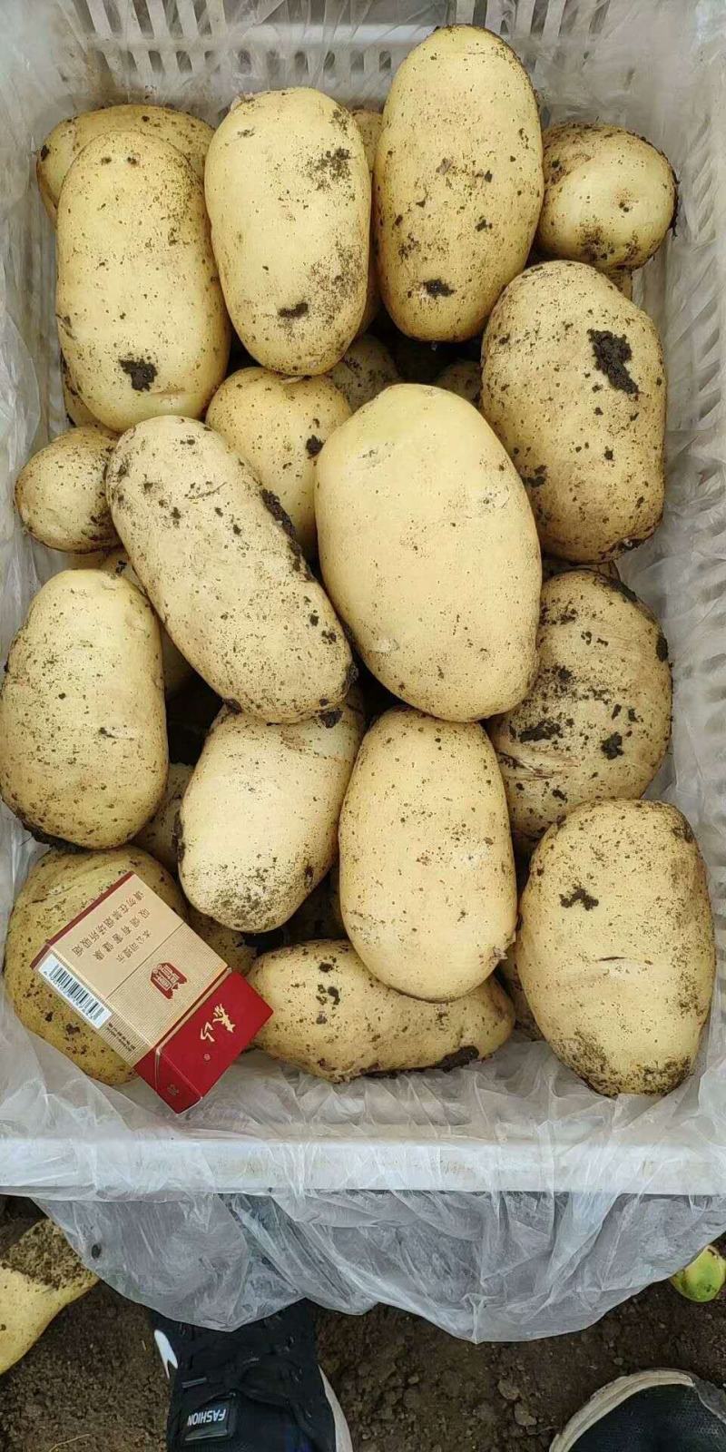 【推荐】荷兰十五土豆黄皮黄心全国发货保质保量无青头黑心