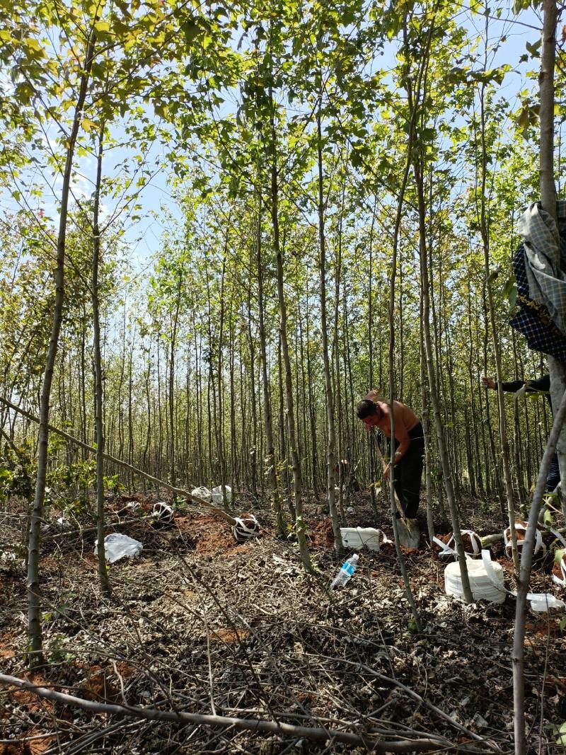 湖北小枫香树杆直冠园一级好树成活率高