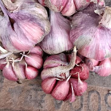高原红皮大蒜紫皮大蒜香蒜，寒蒜4公分以上的精品紫皮大蒜