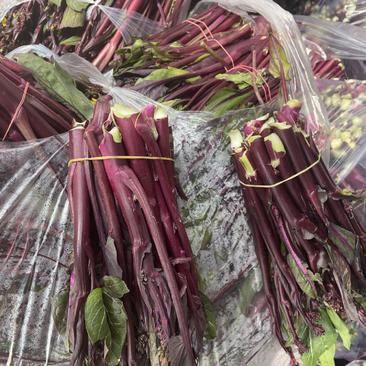 红菜苔，菜苔，红油菜产地直发一条龙，量大从优，