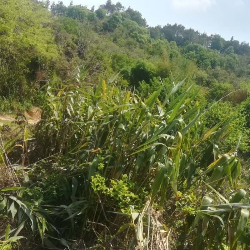 山地，出租，价格便到你笑……