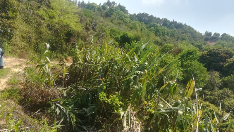 山地，出租，价格便到你笑……