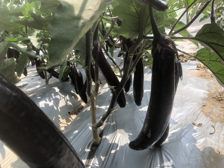 晾晒在阳光下的茄子片,颜色逐渐变深,表面干燥 晒干的茄子