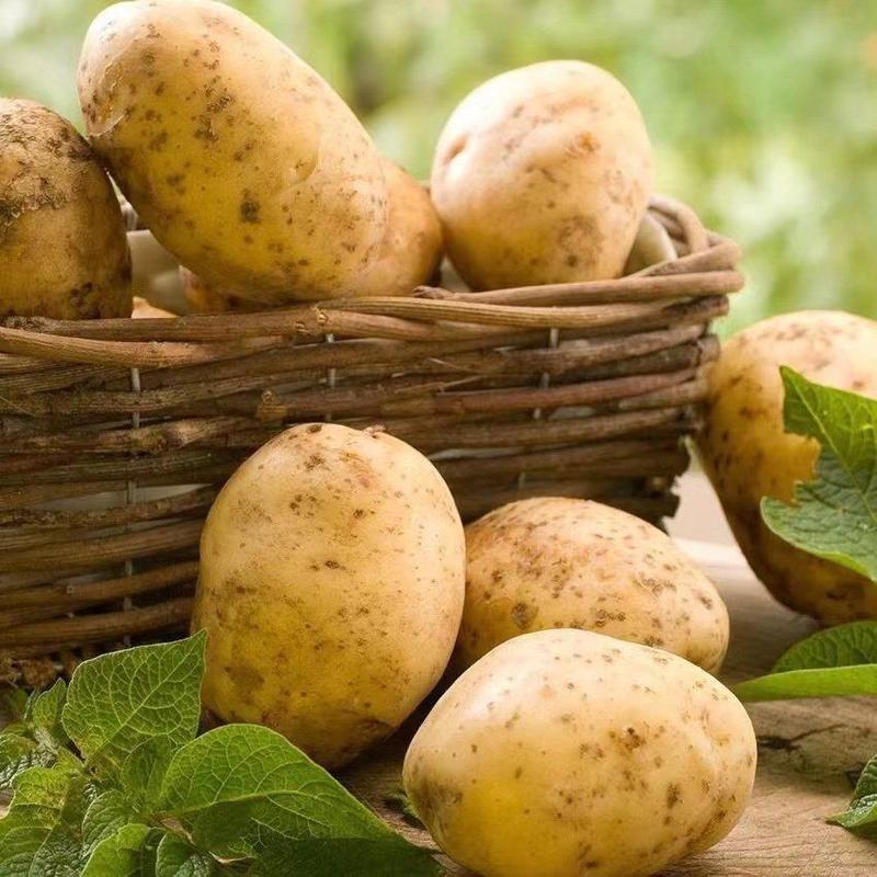 【土豆】黄心土豆土豆马铃薯产地直发保质保量，欢迎订购