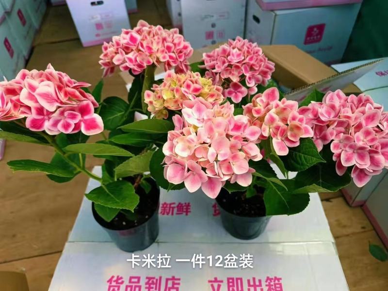 140绣球卡米拉一箱12盆一盆21元实物实拍图货太漂亮了