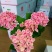 140绣球卡米拉一箱12盆一盆21元实物实拍图货太漂亮了