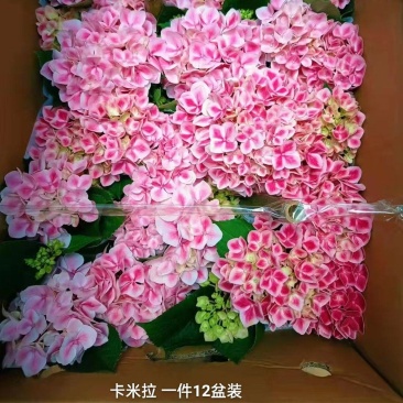 140绣球卡米拉一箱12盆一盆21元实物实拍图货太漂亮了