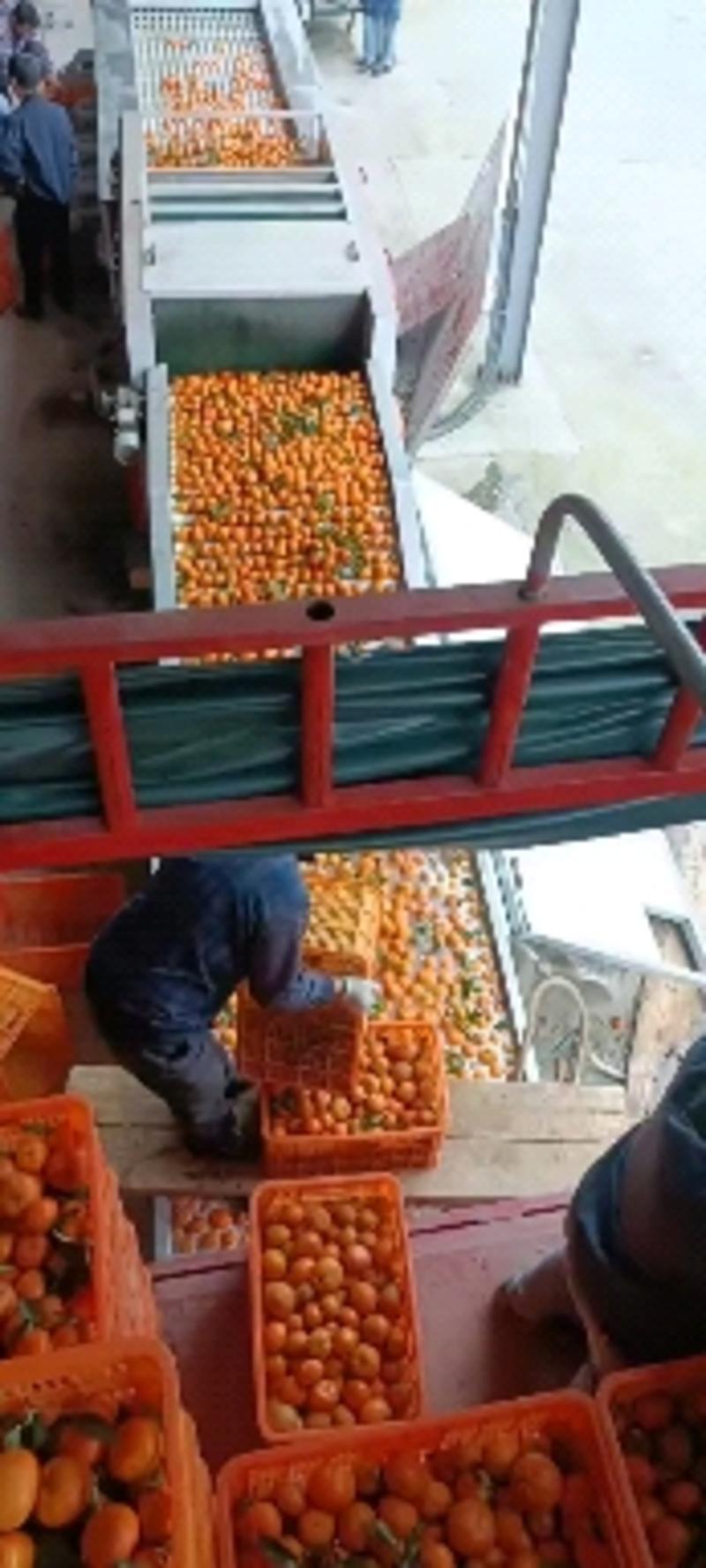 伦晚脐橙湖北橙子柑桔产地直发看货论价，保质保量