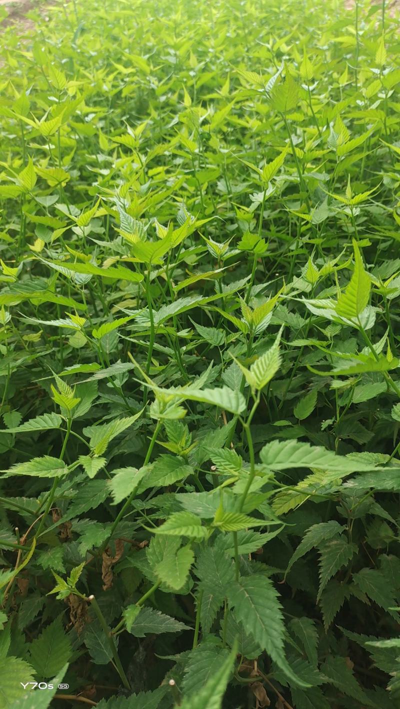 棣棠营养杯苗高50厘米冠福28厘米杯子13/15
