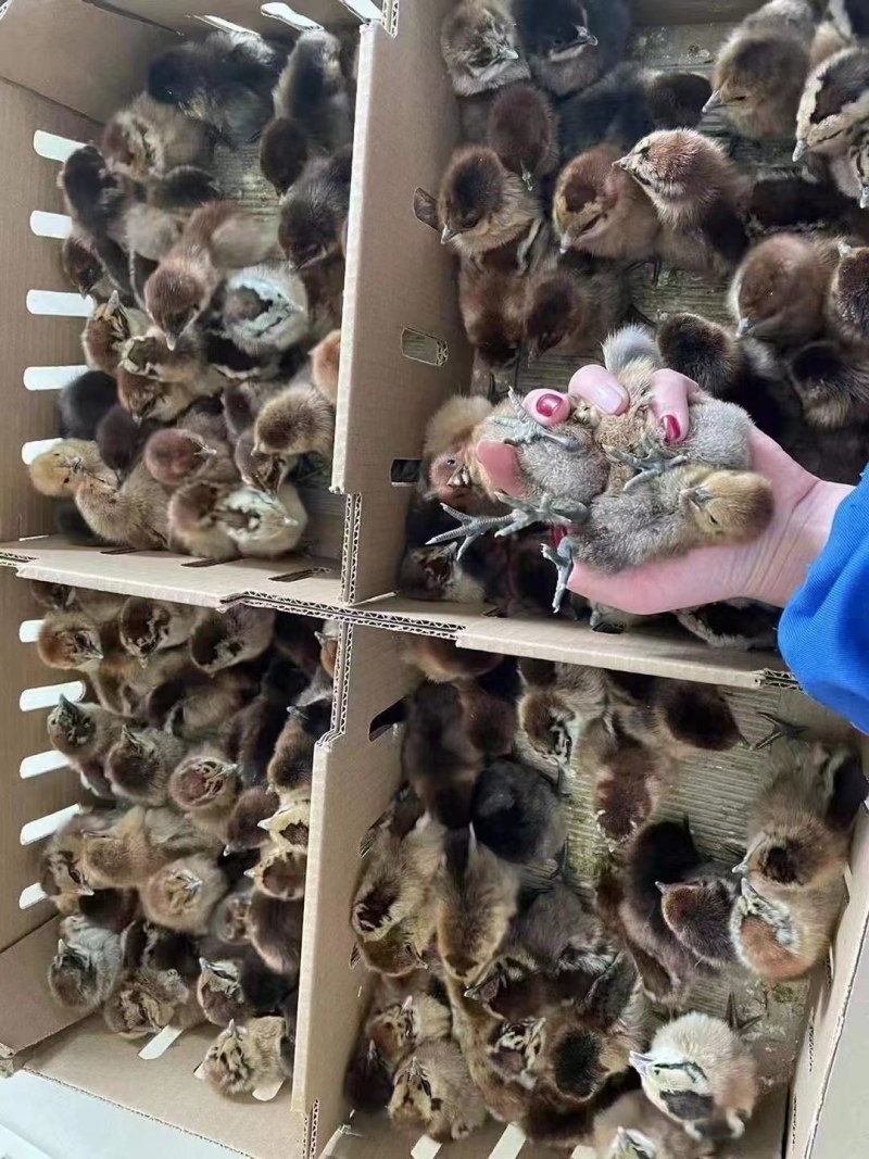 麻乌鸡苗麻羽乌鸡出壳鸡苗云南土鸡苗云南乌鸡苗包路损