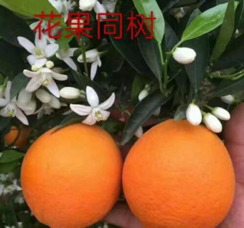 秭归伦晚脐橙，个大皮薄，甜蜜化渣，看园订货