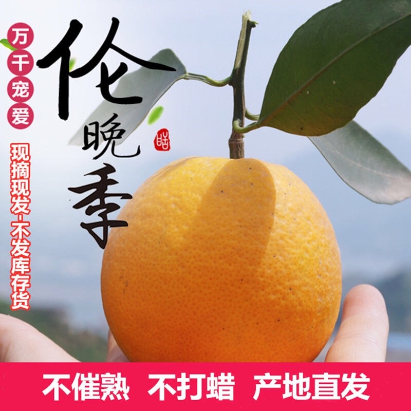 秭归伦晚脐橙，个大皮薄，甜蜜化渣，看园订货