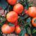 精品默科特柑橘橙子看货论价，产地柑桔，欢迎订购