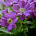 荷兰菊种子，多年生花卉种子，庭院阳台景观绿化花卉种子批发