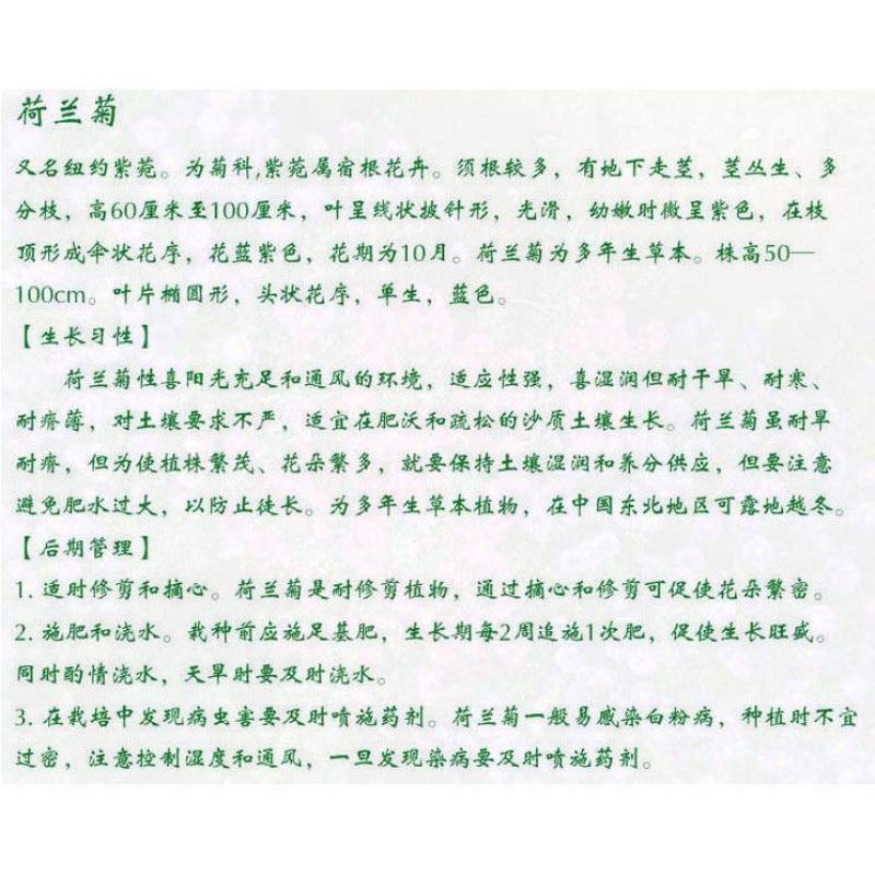 荷兰菊种子，多年生花卉种子，庭院阳台景观绿化花卉种子批发