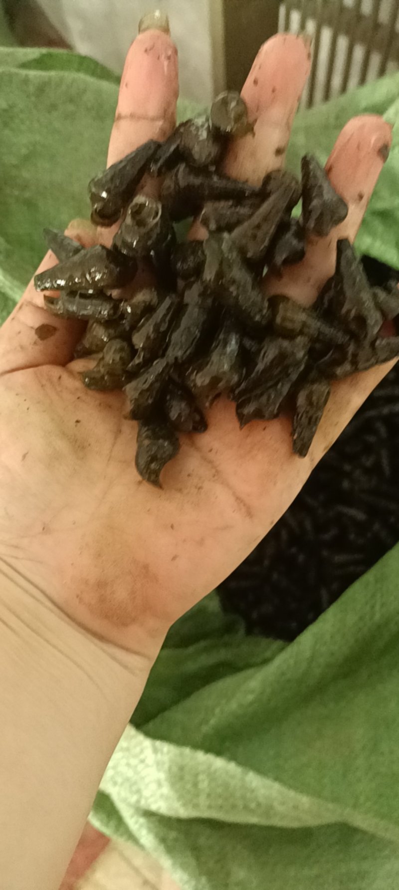 大量有货
