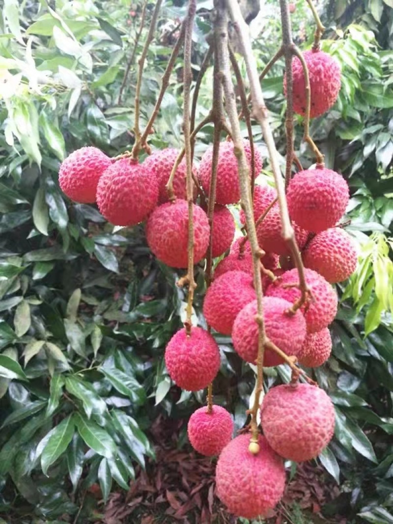 真龙柚，桂圆（龙眼），荔枝