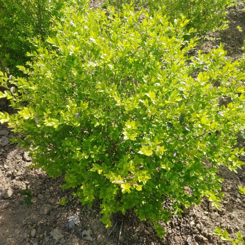 出售金叶女贞球80--100公分河南鄢陵一手货源