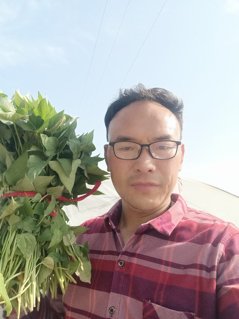 商薯19红薯苗