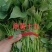 商薯19红薯苗
